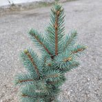 Smrek pichľavý (Picea pungens) ´ISELI FASTIGIATE´ - výška 40-50 cm, kont. C5L